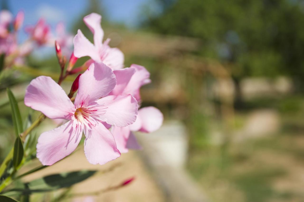 Las Mariposas San Antonio  Eksteriør billede
